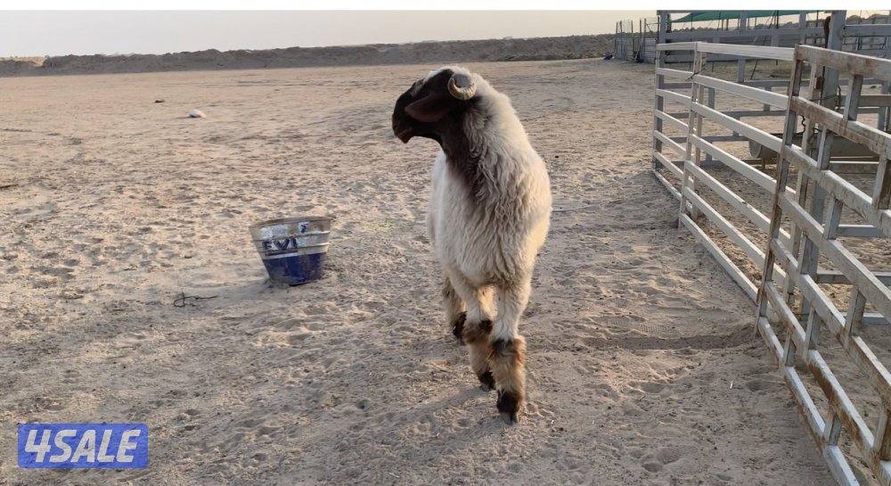 السالمي طريق الارتال8