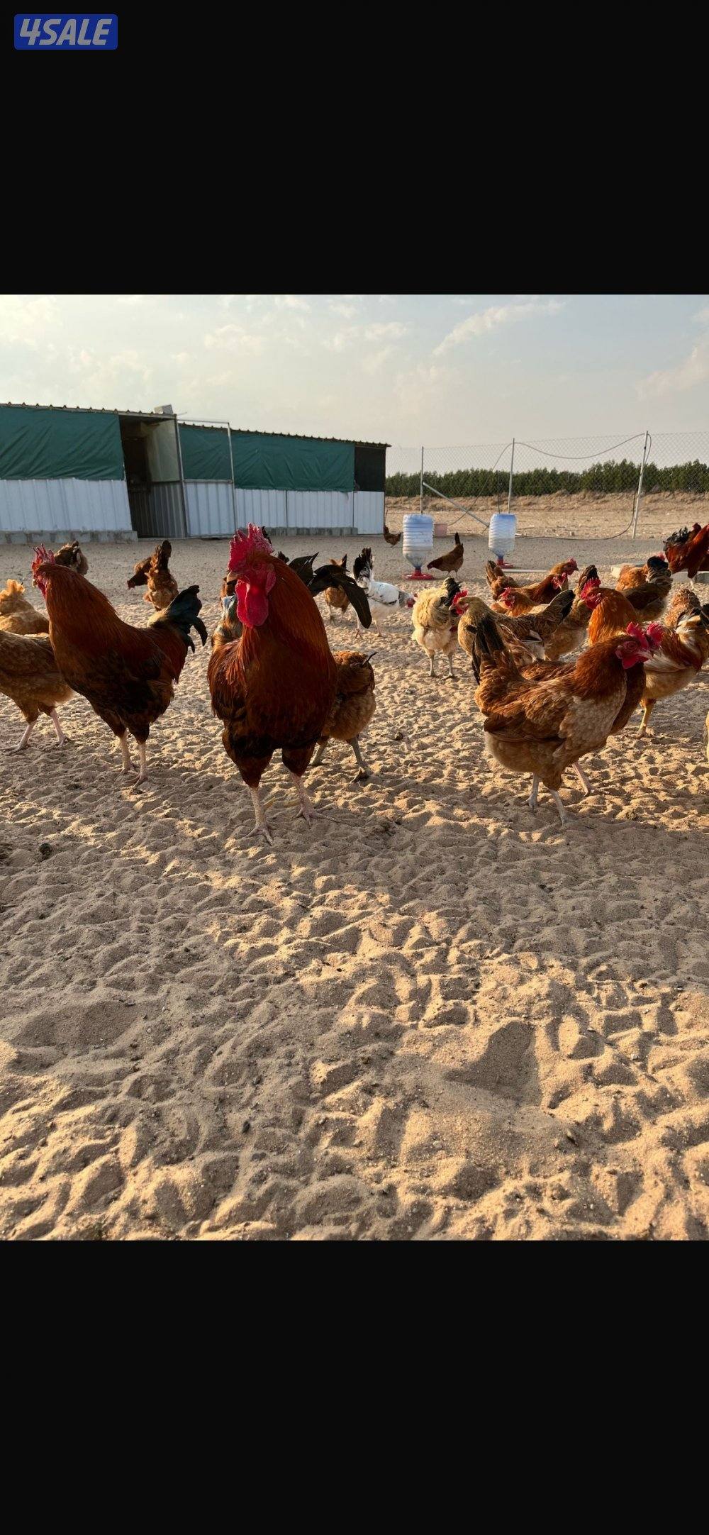 ساسكس الانجليزي مجاميع/صوص/ اطباق0