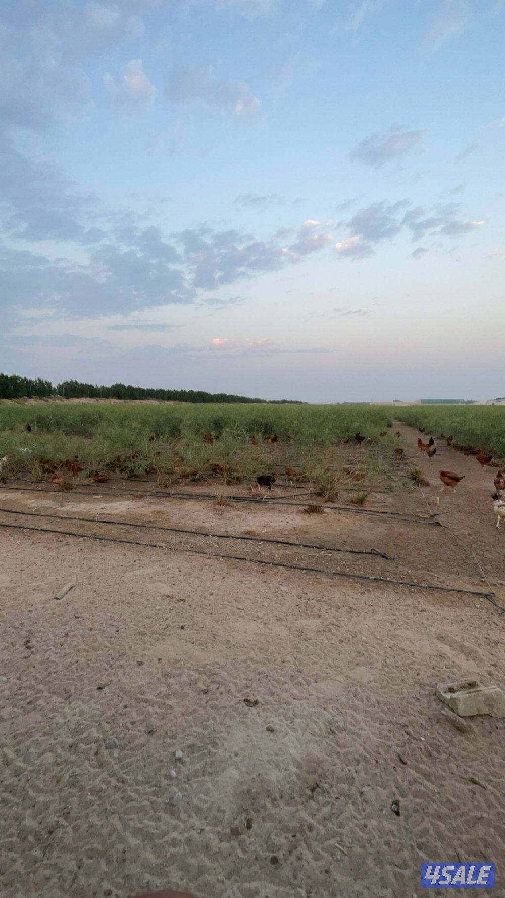 ساسكس الانجليزي مجاميع/صوص/ اطباق1