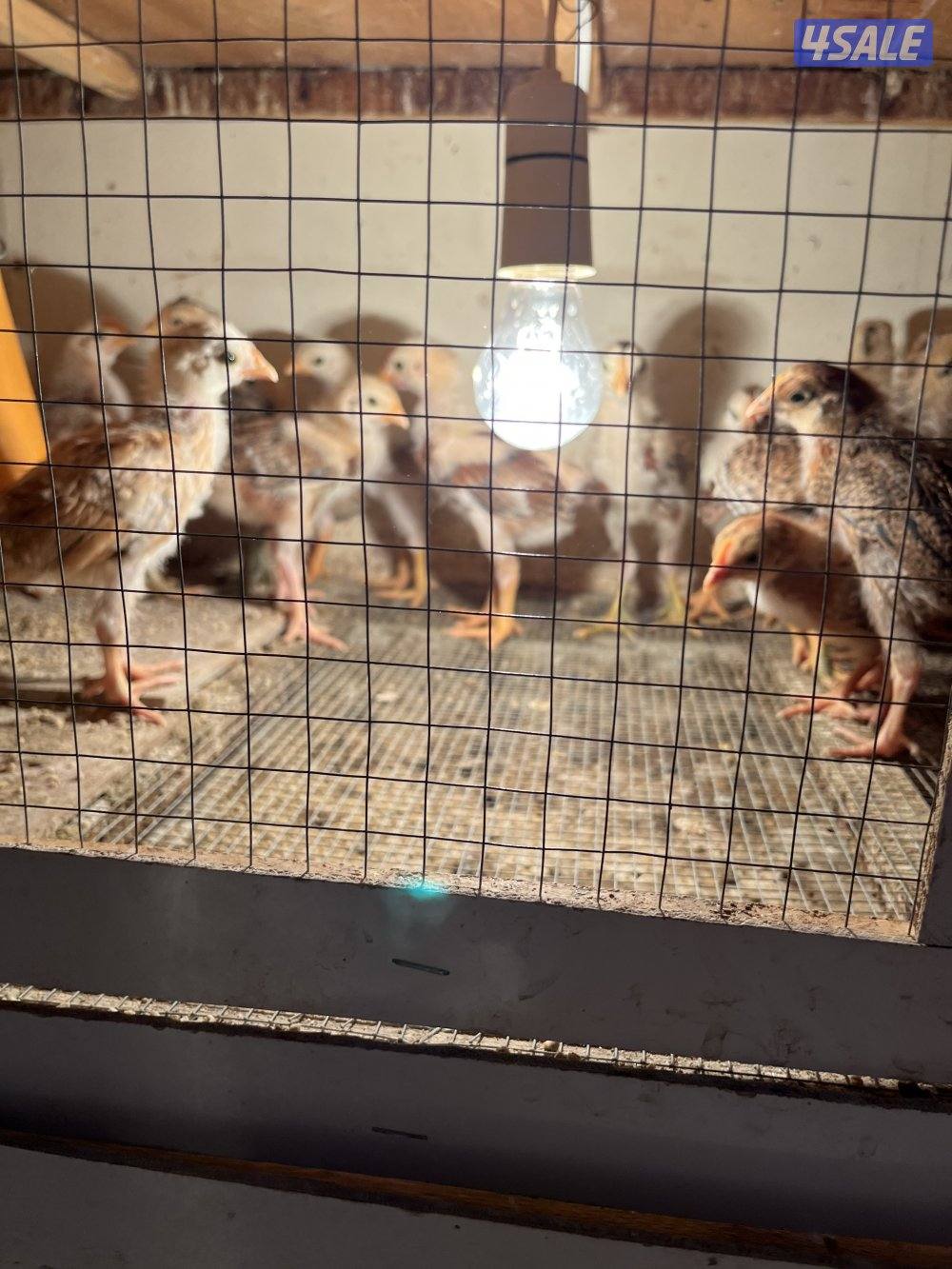 ساسكس الانجليزي مجاميع/صوص/ اطباق2