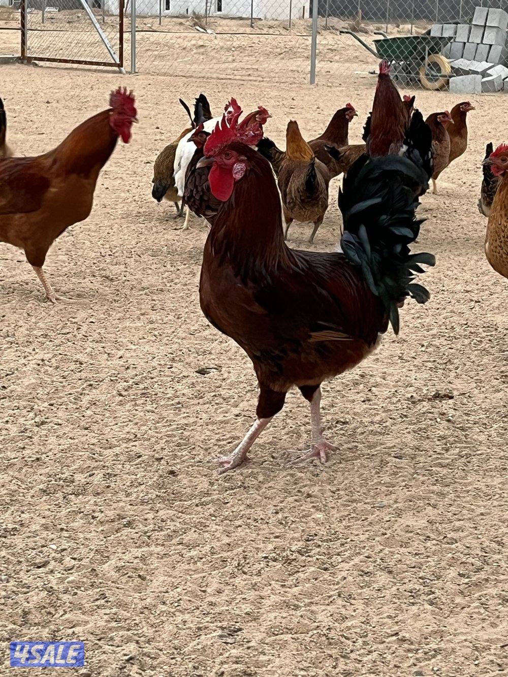 ساسكس الانجليزي مجاميع/صوص/ اطباق3