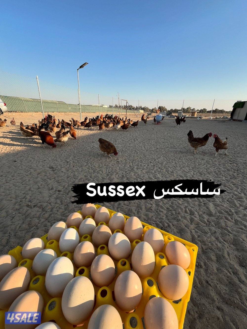 ساسكس الانجليزي مجاميع/صوص/ اطباق4