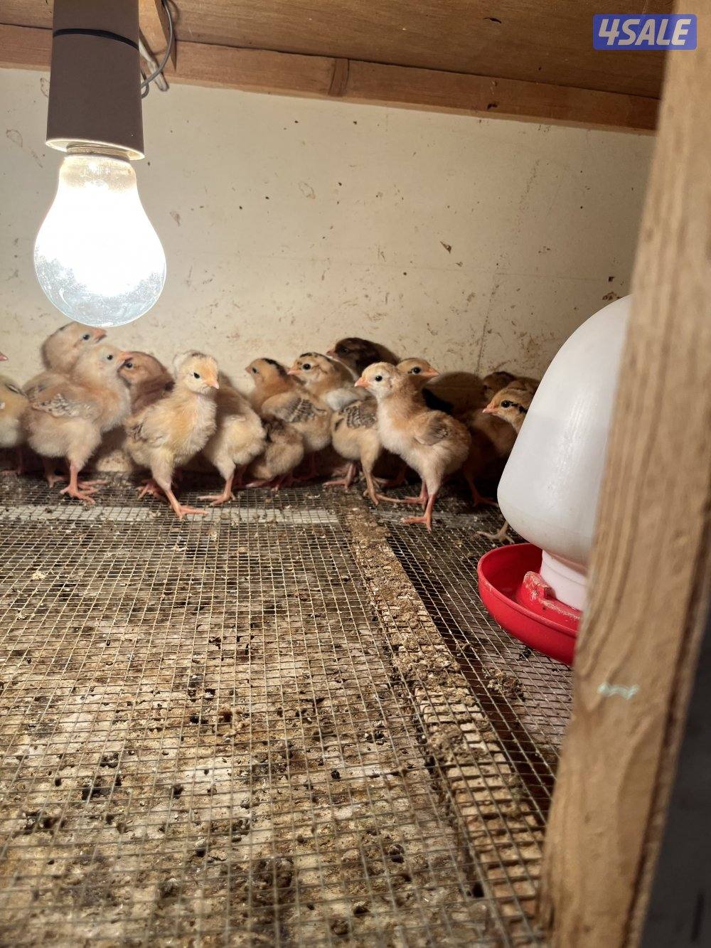 ساسكس الانجليزي مجاميع/صوص/ اطباق6