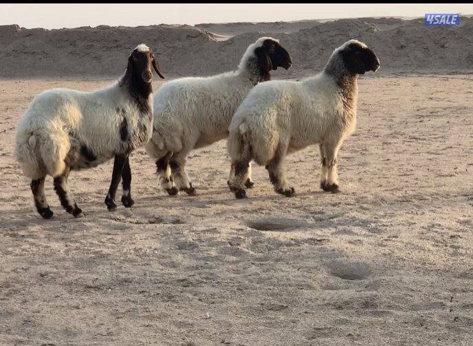 السالمي الارتال1