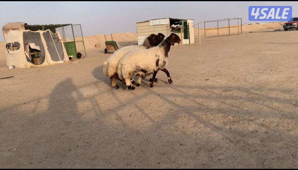 السالمي الارتال2