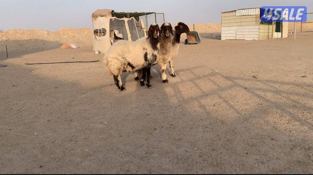 السالمي الارتال3