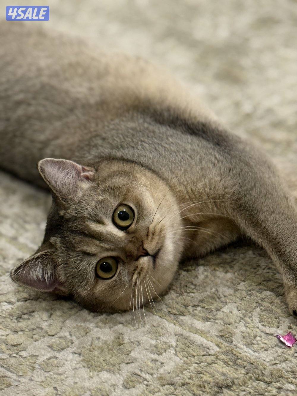 انثى برتش قولدن شيدد0