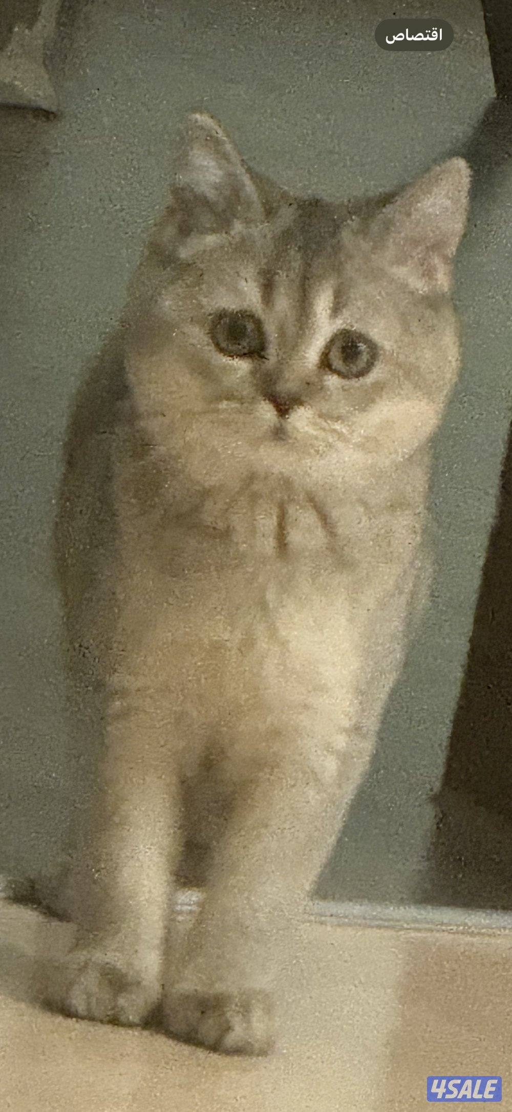 انثى برتش قولدن شيدد3