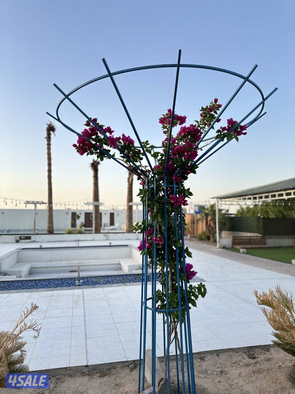 مزرعه كوينز لاند العبدلي7