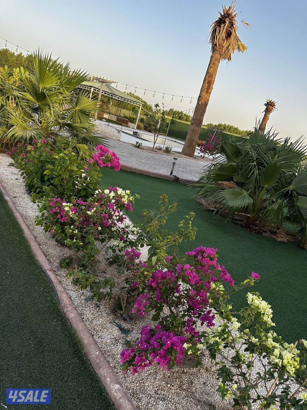 مزرعه كوينز لاند العبدلي11