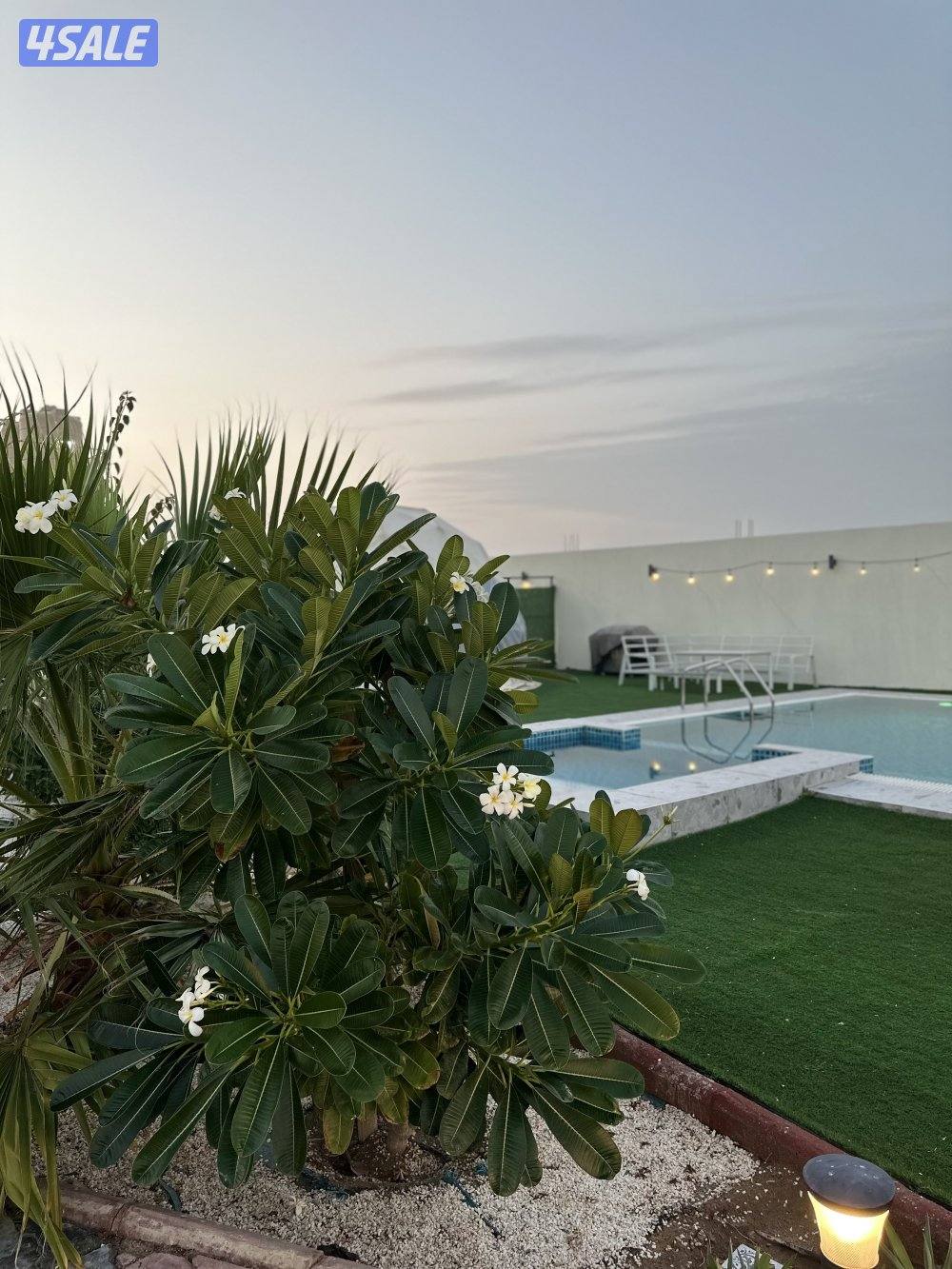 مزرعه كوينز لاند العبدلي12