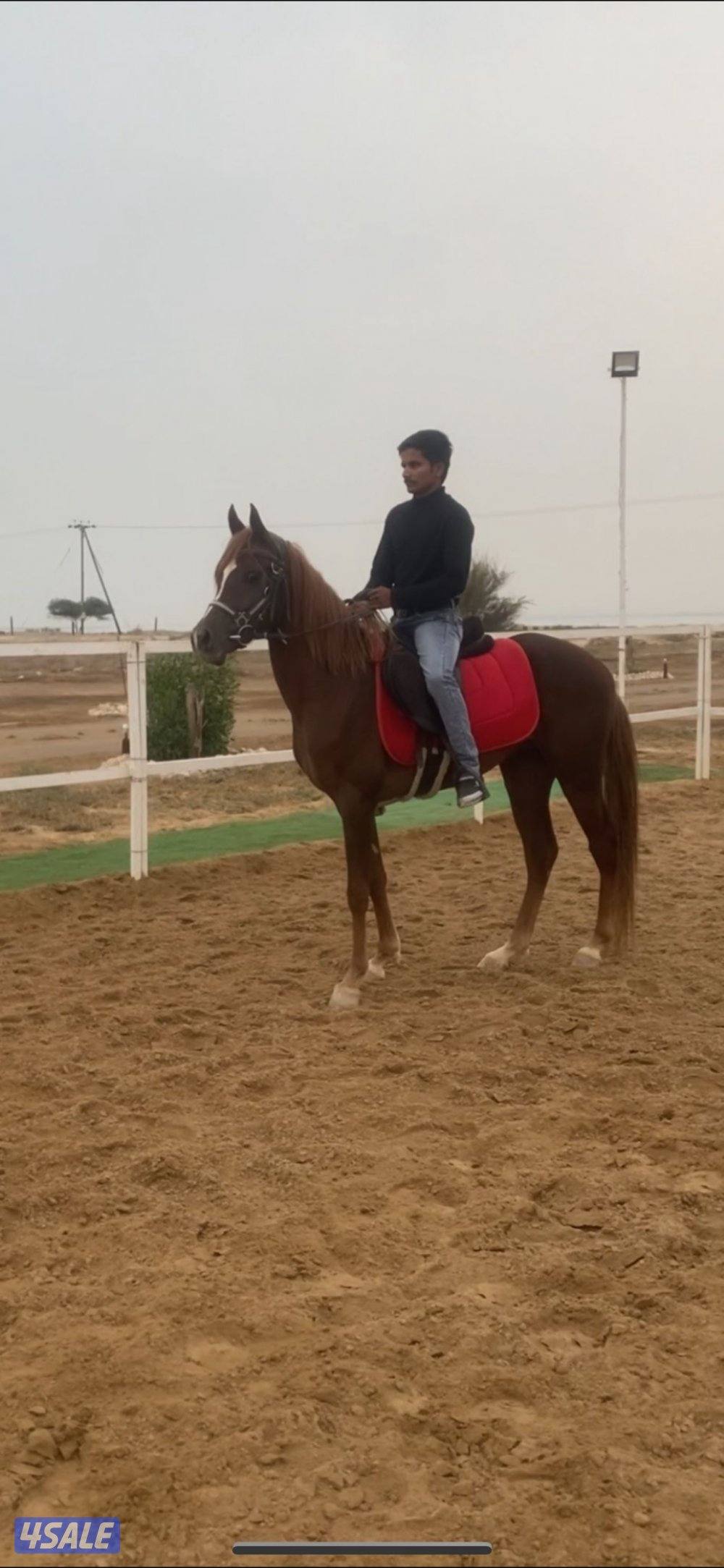 للبيع حصان مصري0