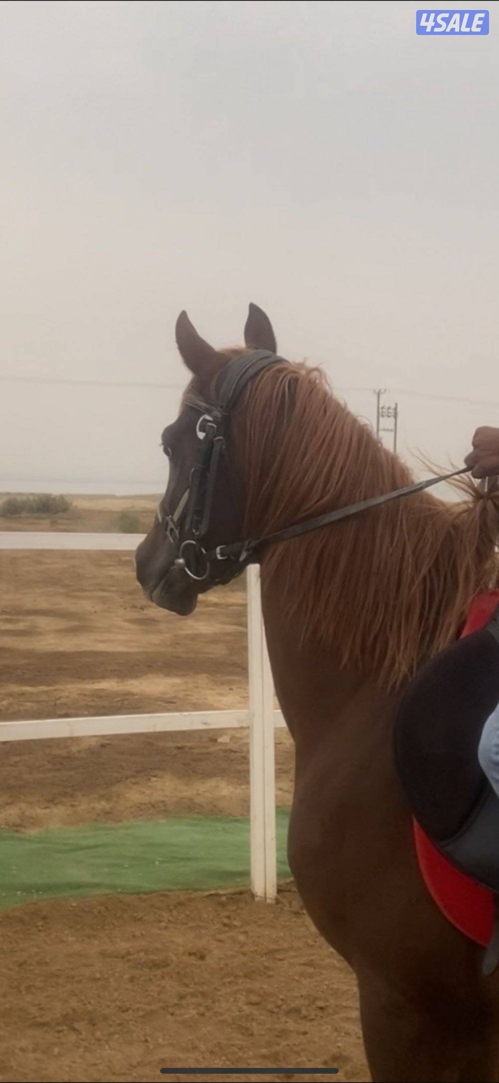 للبيع حصان مصري1