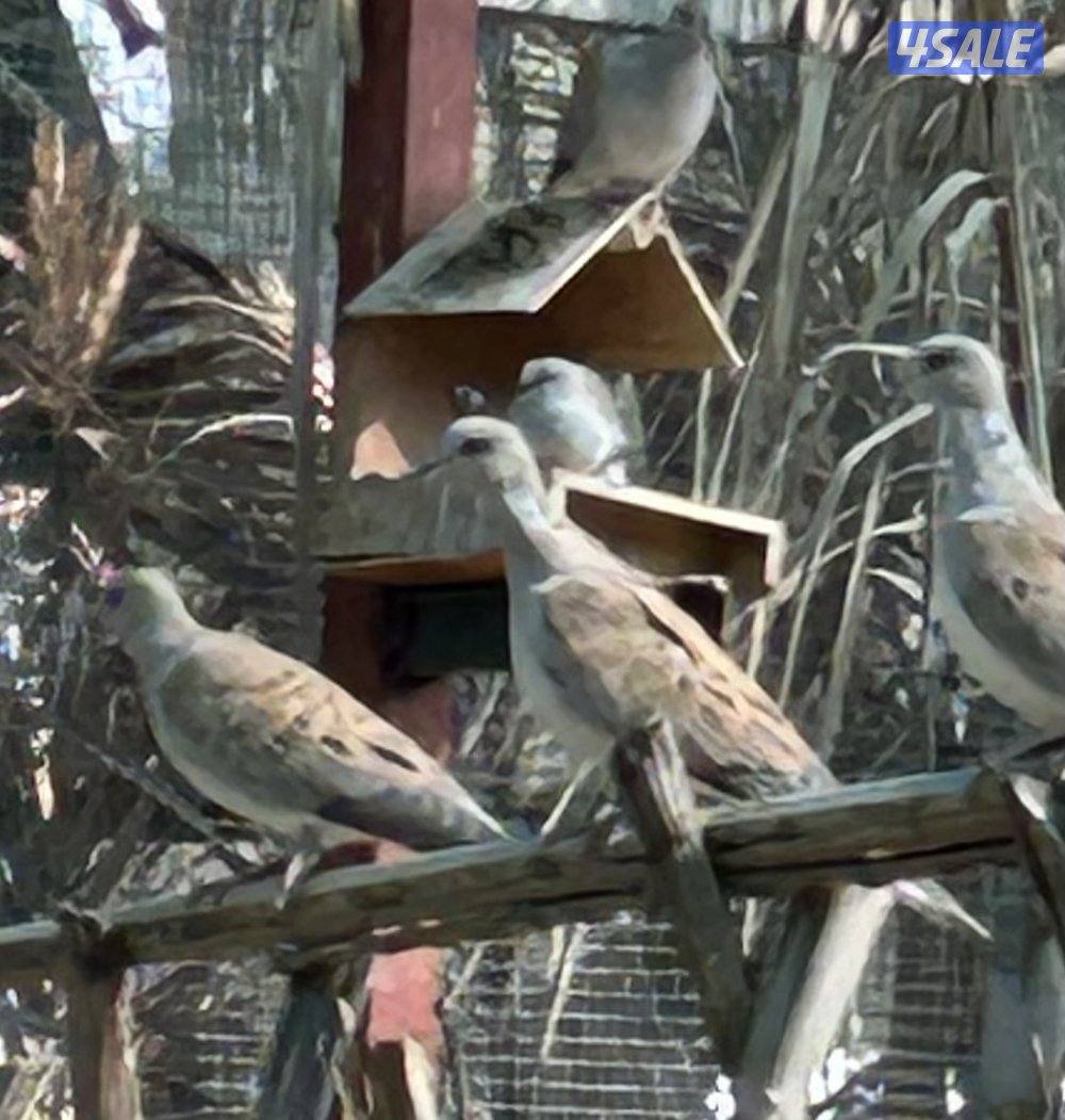 للبيع حمام بر( قمري) انتاج الكويت عدد 10 ازواج جملة0