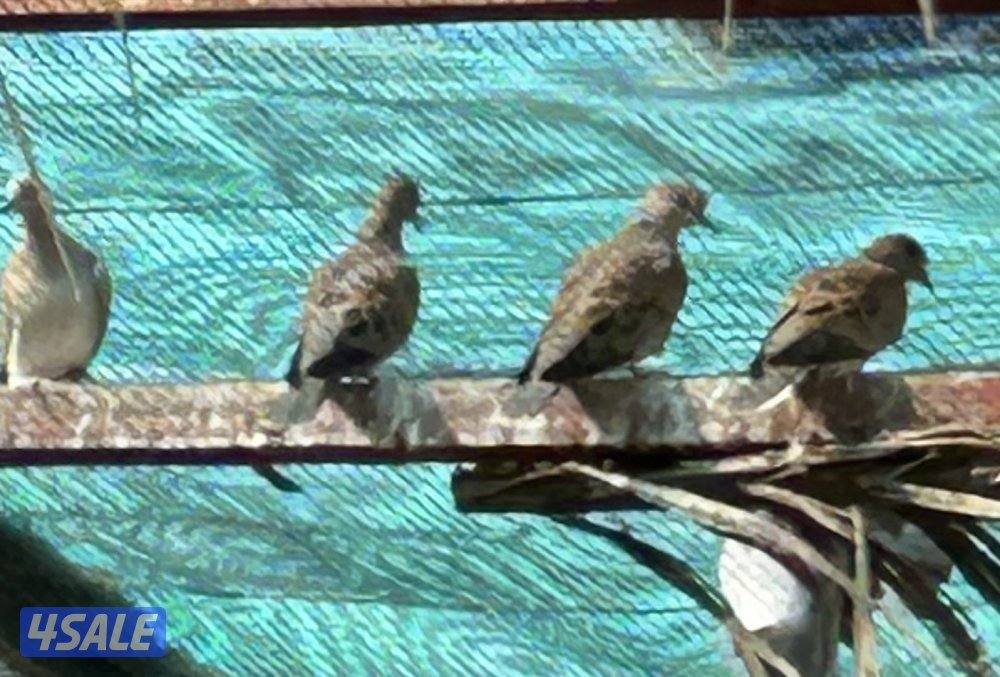 للبيع حمام بر( قمري) انتاج الكويت عدد 10 ازواج جملة2