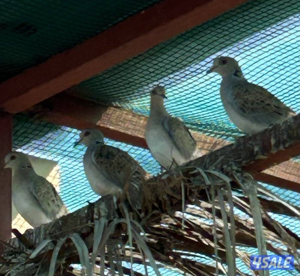 للبيع حمام بر( قمري) انتاج الكويت عدد 10 ازواج جملة3