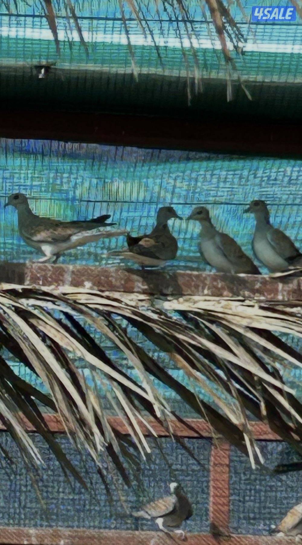 للبيع حمام بر( قمري) انتاج الكويت عدد 10 ازواج جملة4