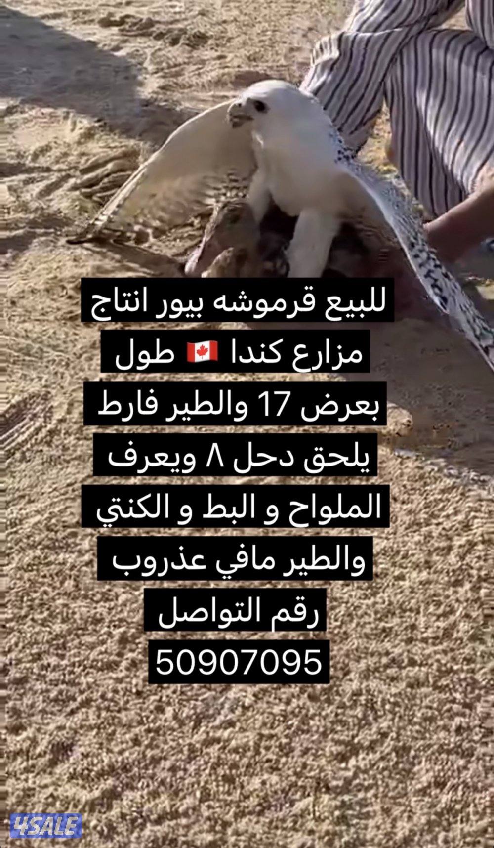 للبيع قرموشه بيور0