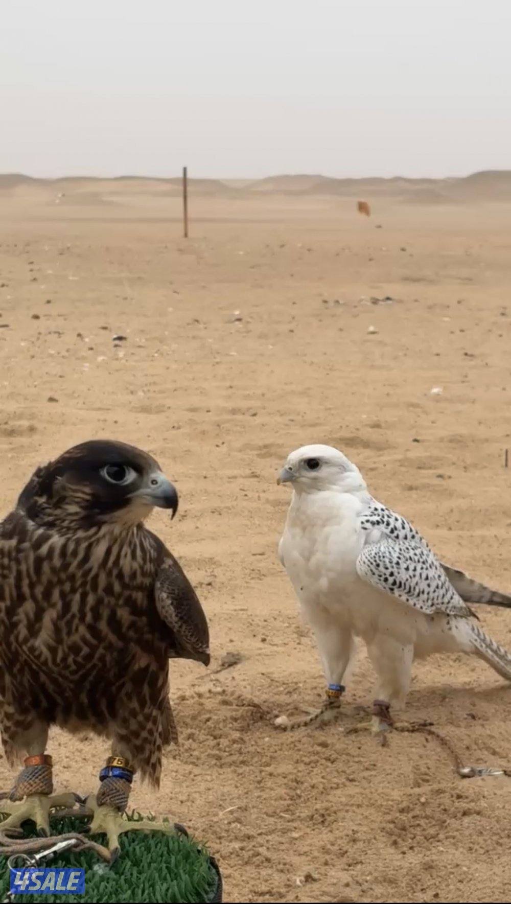 للبيع قرموشه بيور1