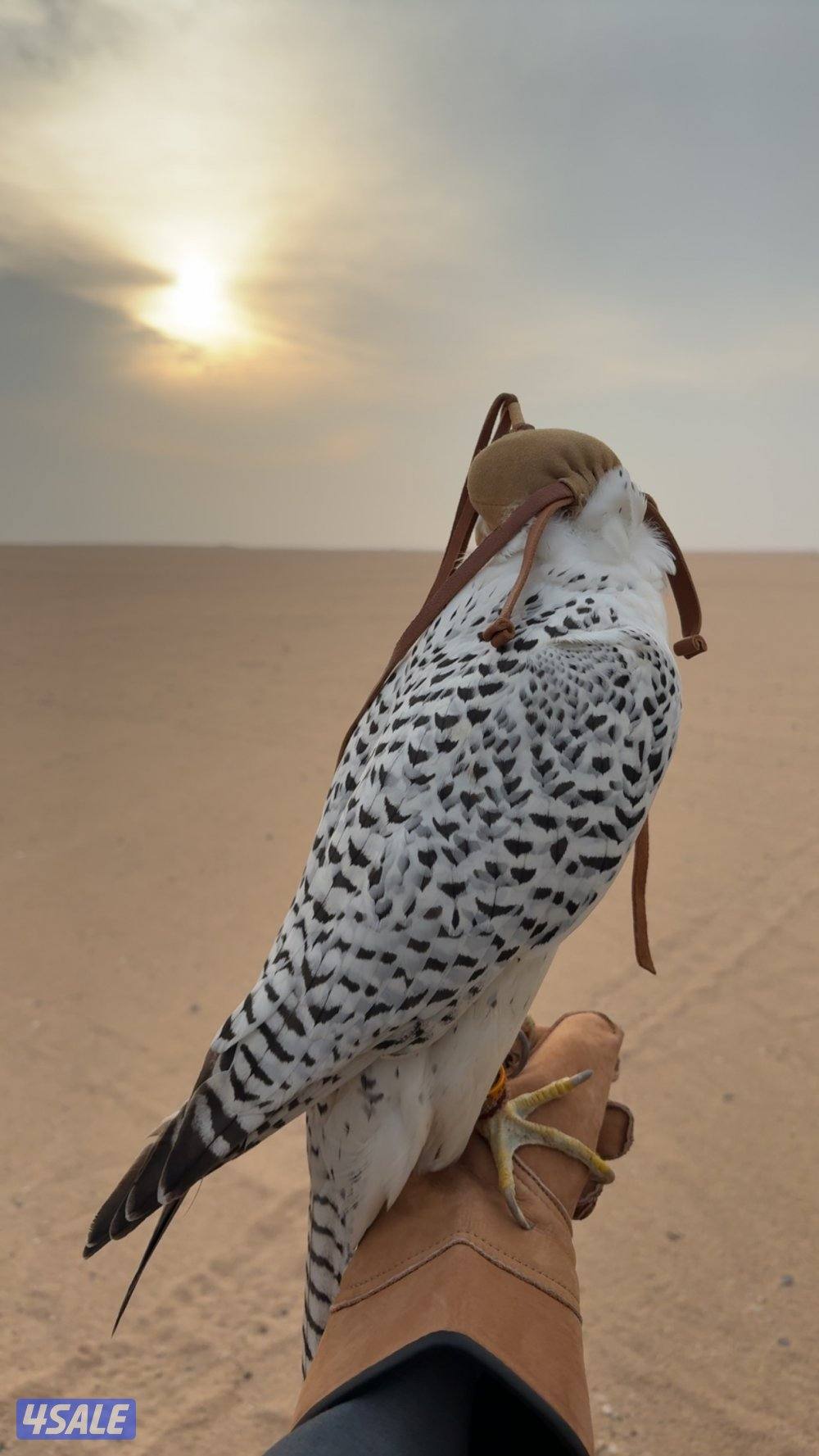 للبيع قرموشه بيور2