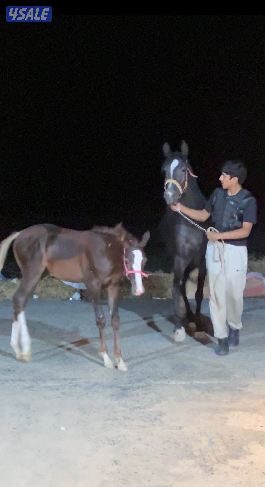 مهر بلدي جرم طييب1