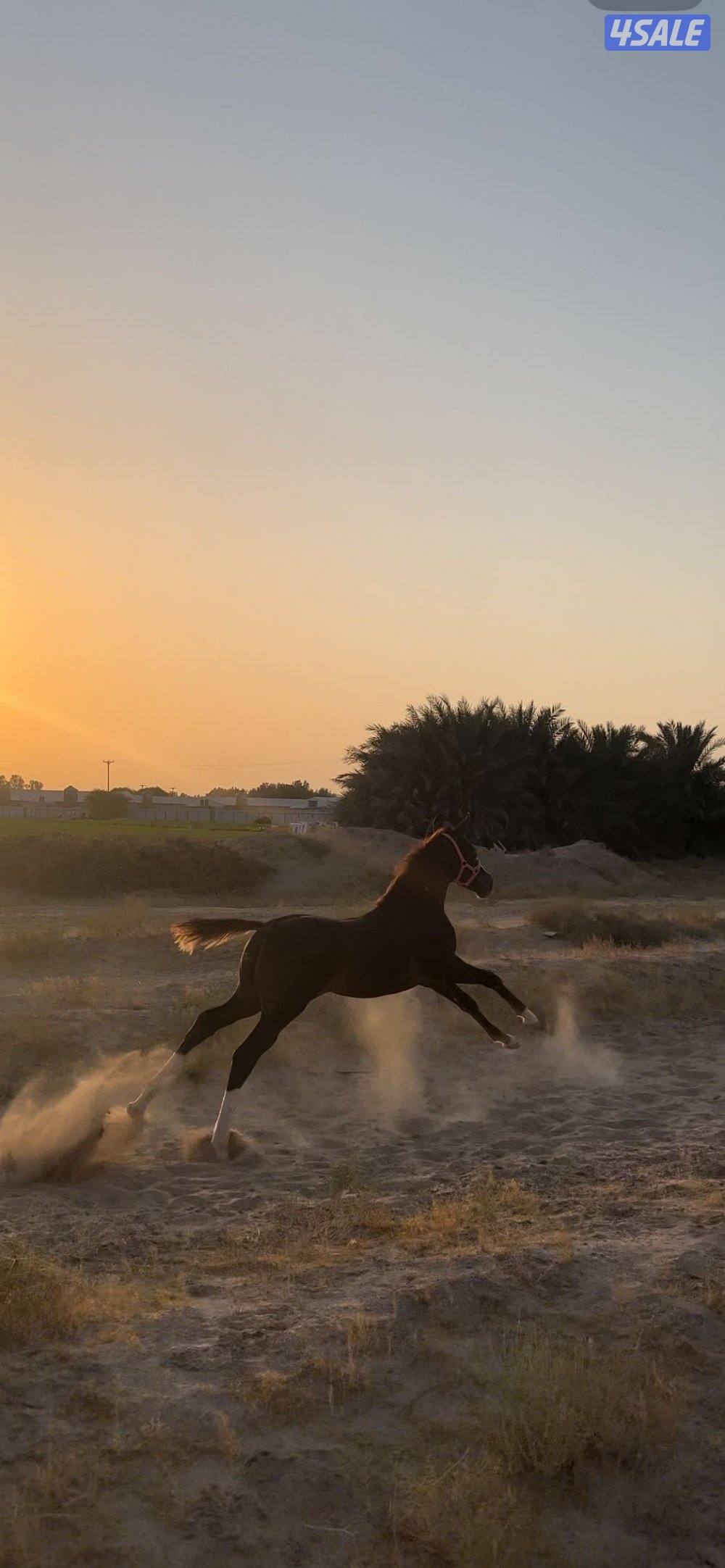 مهر بلدي جرم طييب3