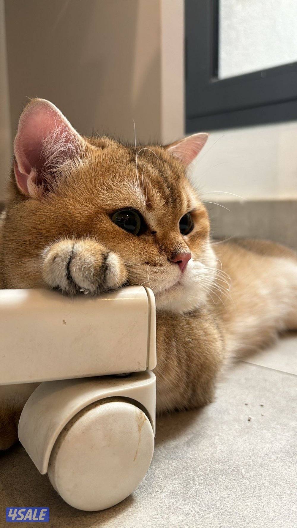 للبيع ذكر سكوتش ستريتNy11 مسجل WCF التواصل رسائل واتساب فقط1