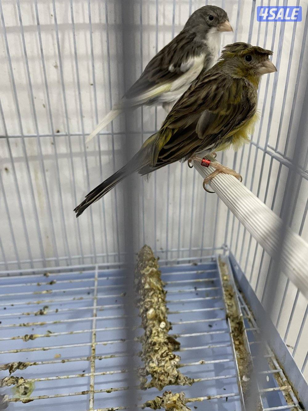 لبيع كناري زوج تمبرادو شرط الإنتاج مع القفص وكأمل اغراضه مواليد٢٠٢٤1