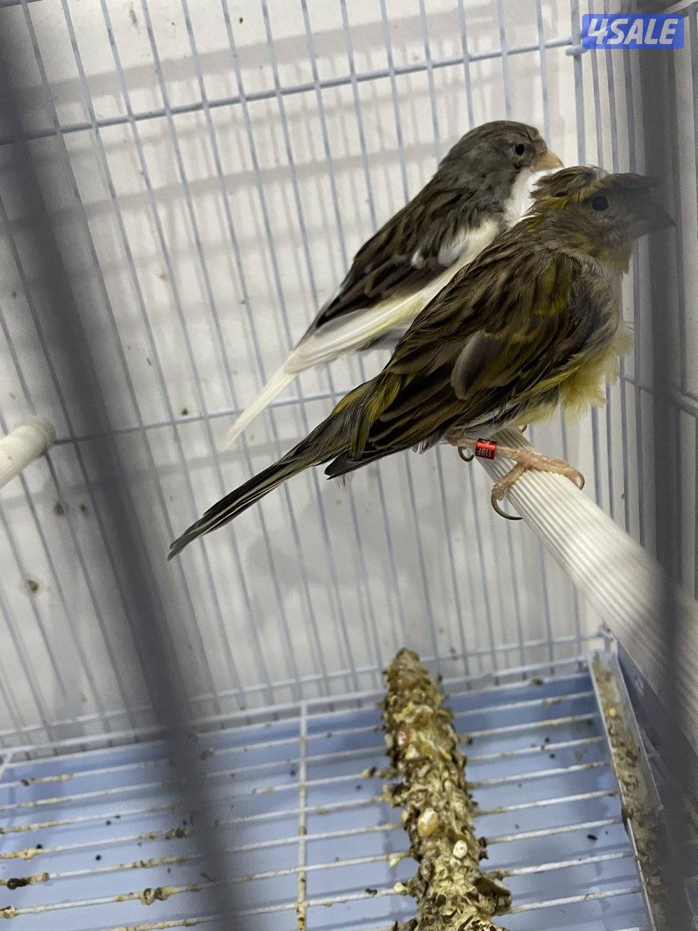 لبيع كناري زوج تمبرادو شرط الإنتاج مع القفص وكأمل اغراضه مواليد٢٠٢٤2