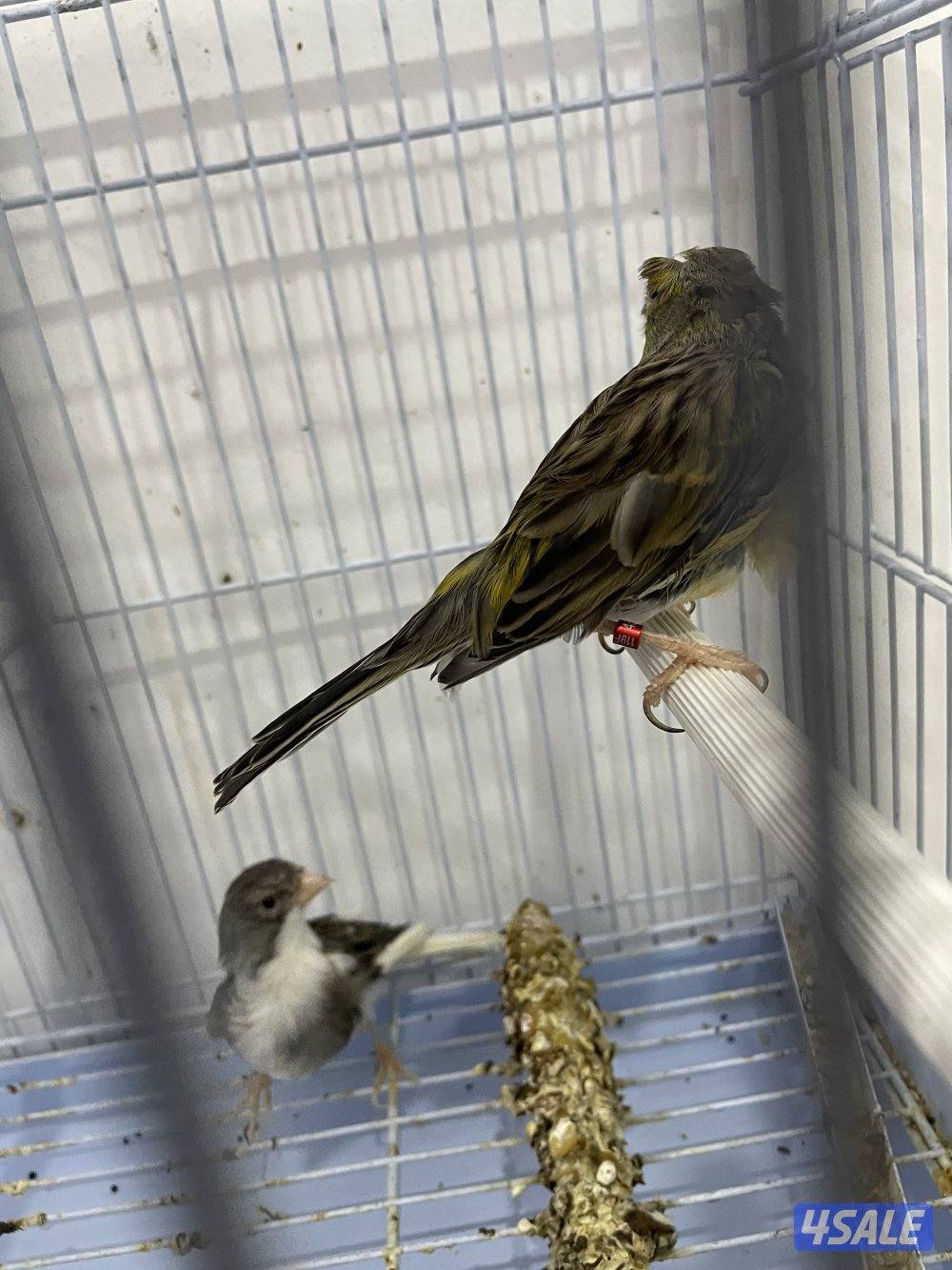 لبيع كناري زوج تمبرادو شرط الإنتاج مع القفص وكأمل اغراضه مواليد٢٠٢٤3