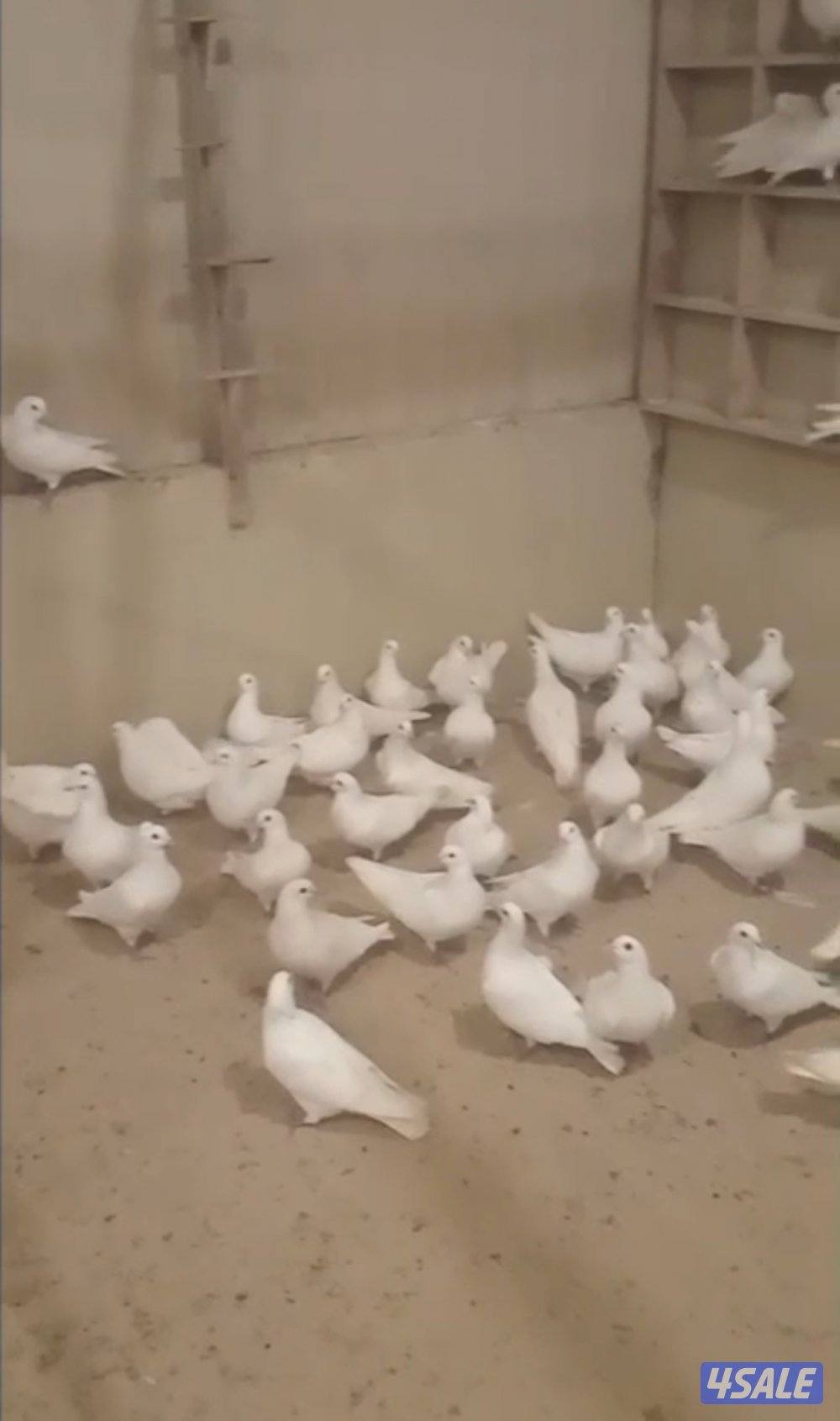 للبيع حمام لاحم فرنسي ابيض وبرق سلاله طيبه واحجام طيبه طبات كبار فيهم0