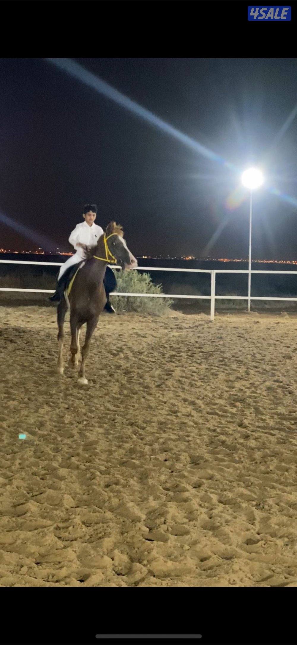 دورات ركوب الخيل0