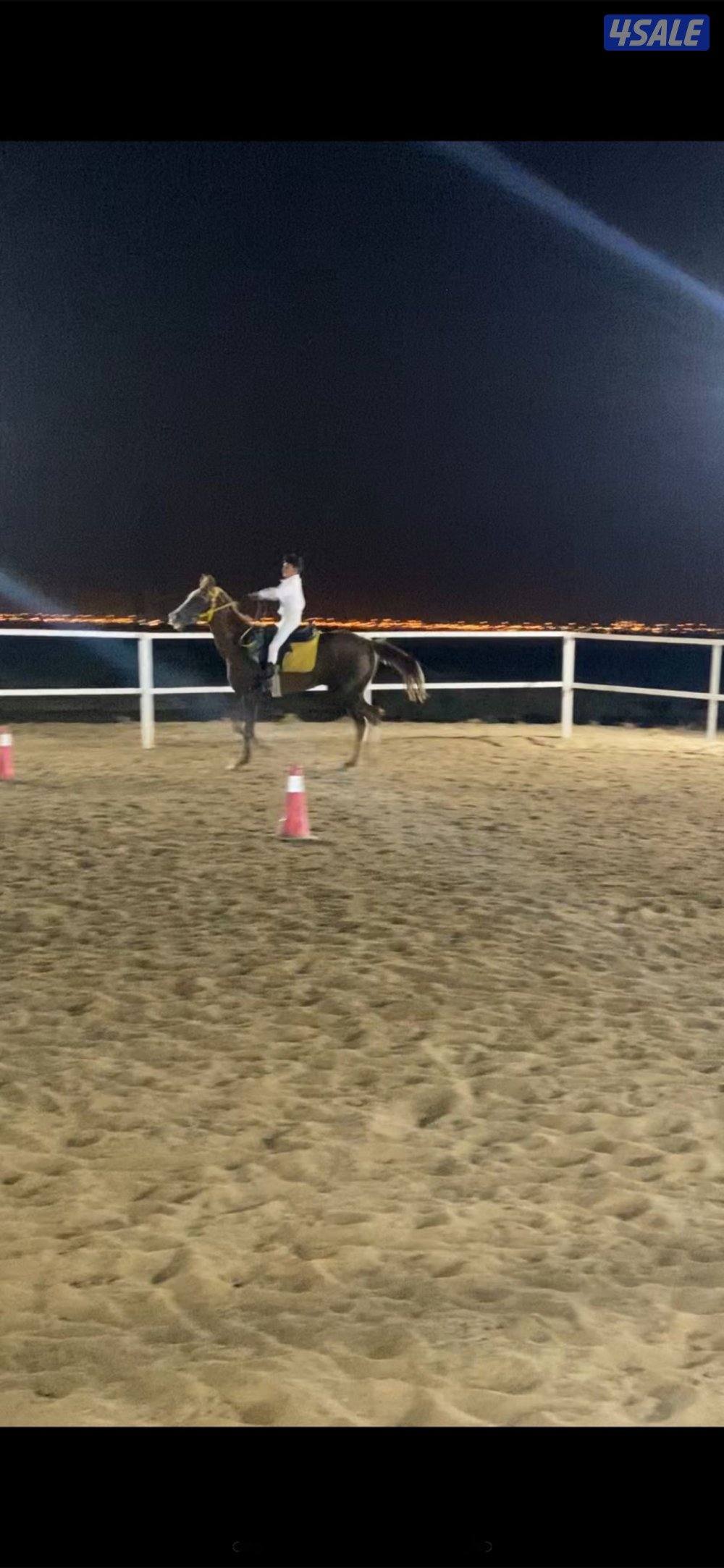 دورات ركوب الخيل1