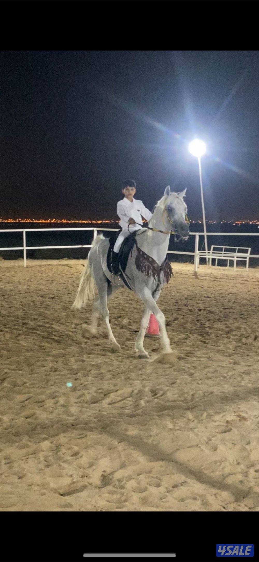 دورات ركوب الخيل2