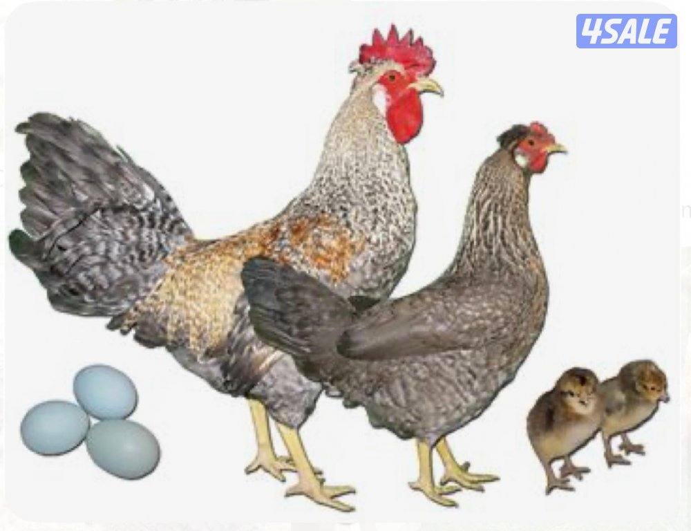 للبيع فروخ لوغبار الانجليزي  و فروخ لوهمان ألماني1