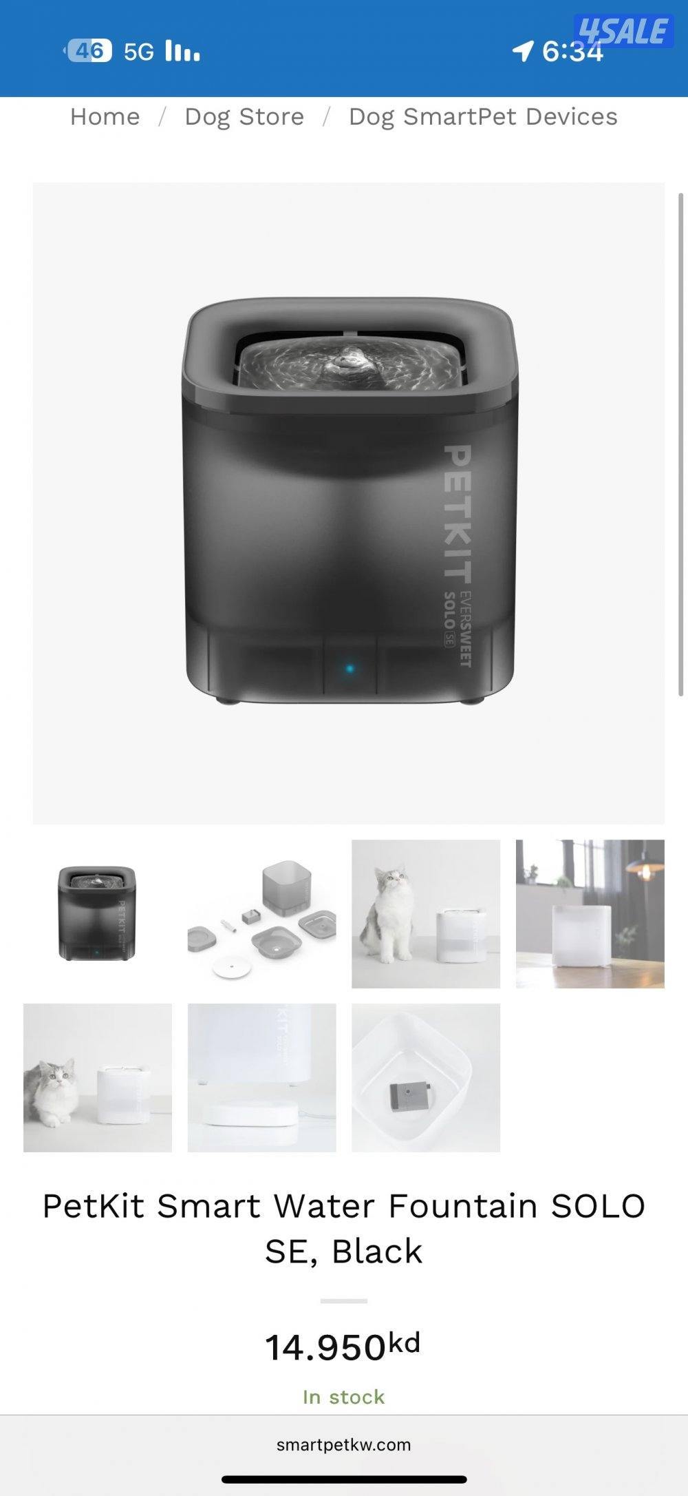 انثى برتش قولدن شيدد4