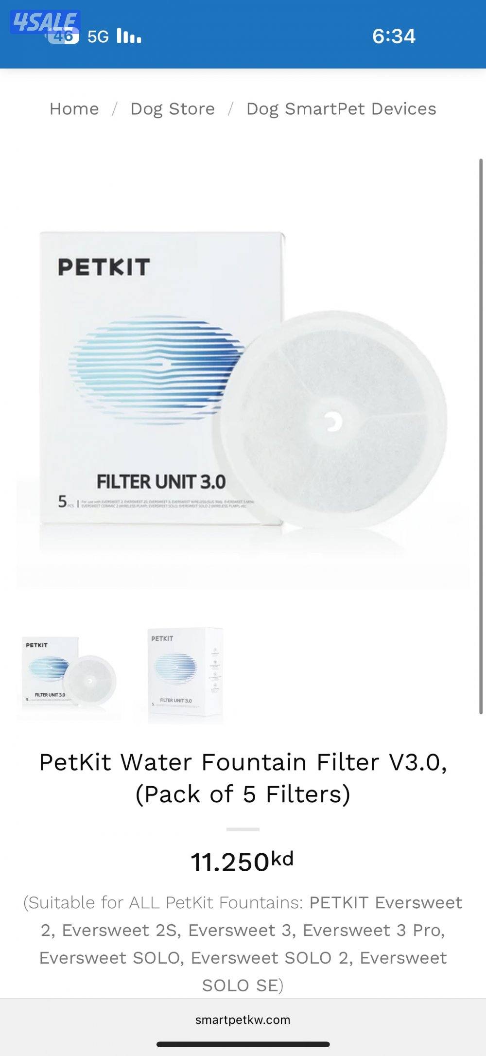 انثى برتش قولدن شيدد6