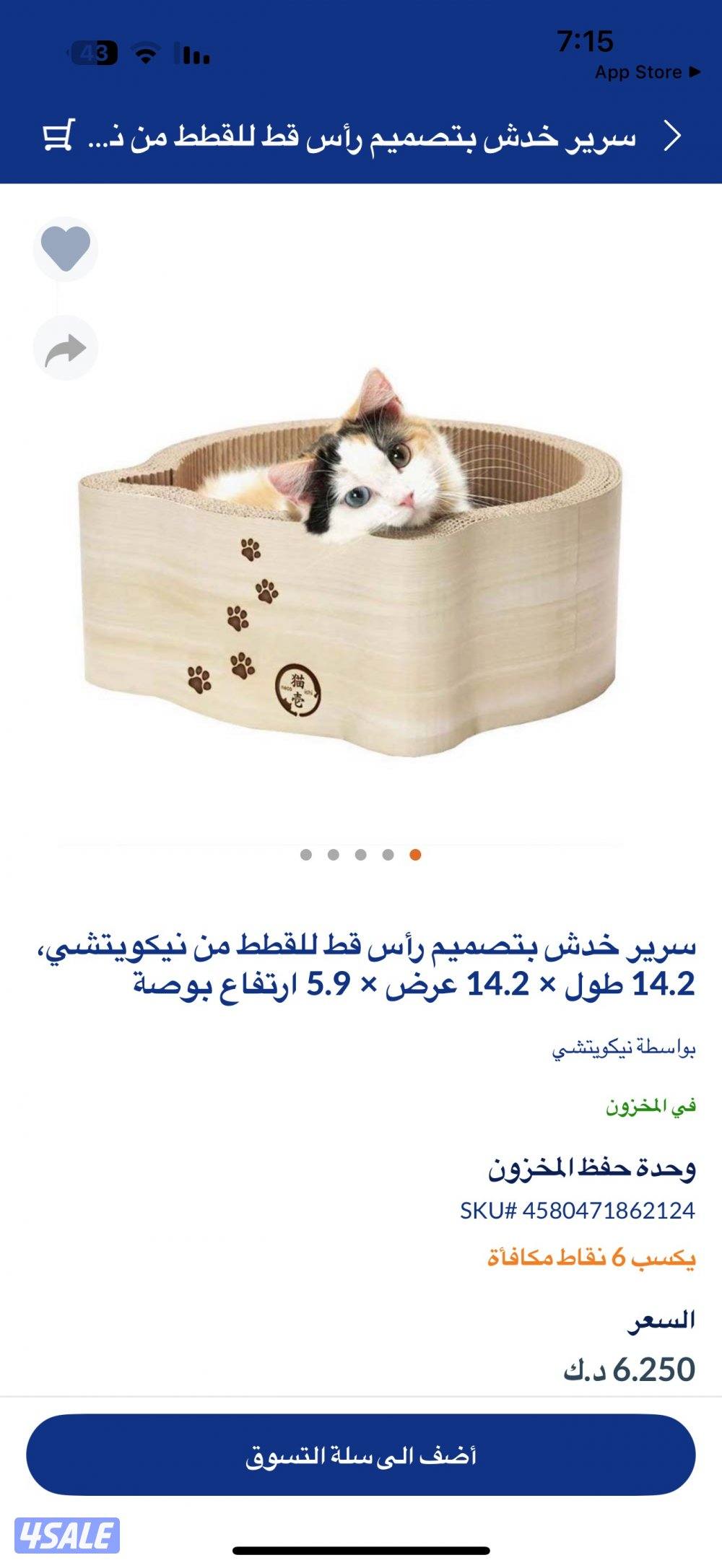 انثى برتش قولدن شيدد8