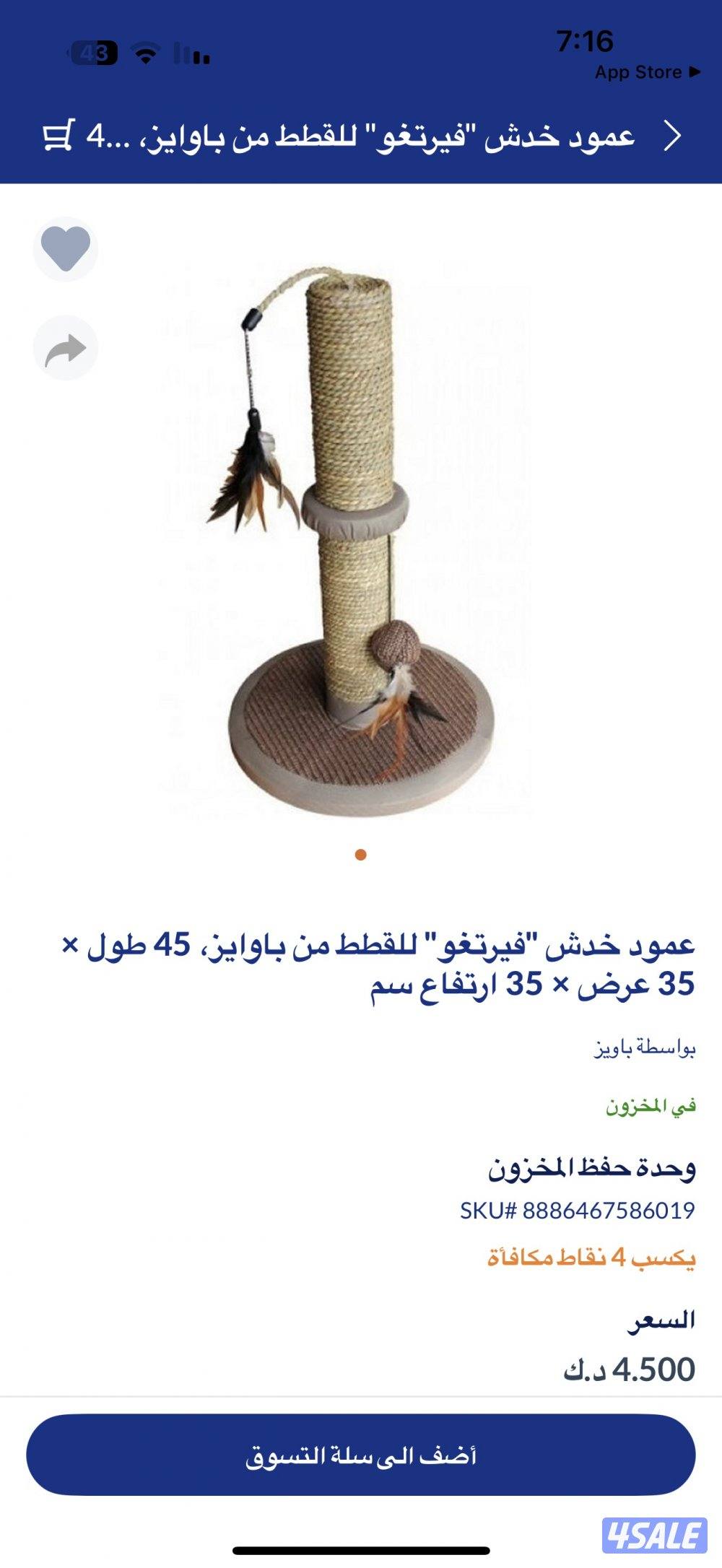 انثى برتش قولدن شيدد10