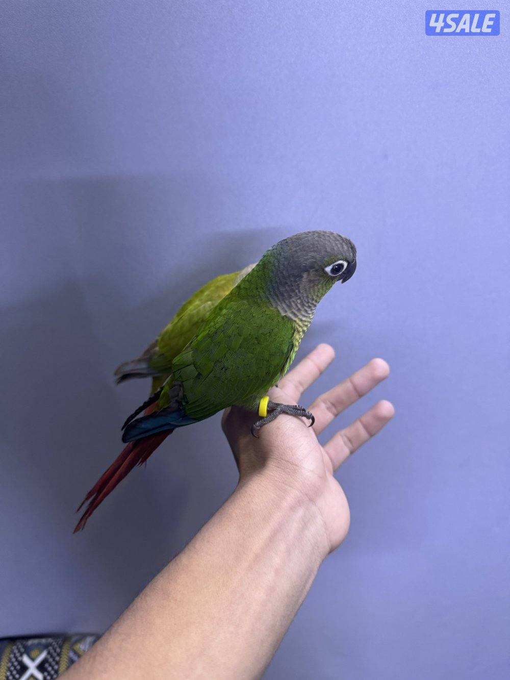 للبيع زوج كنيور شرط ربوه0