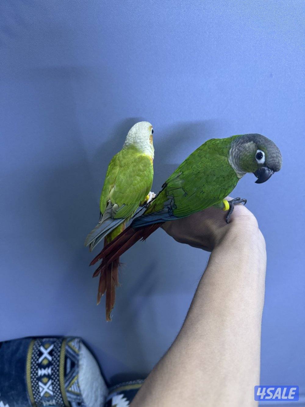 للبيع زوج كنيور شرط ربوه1