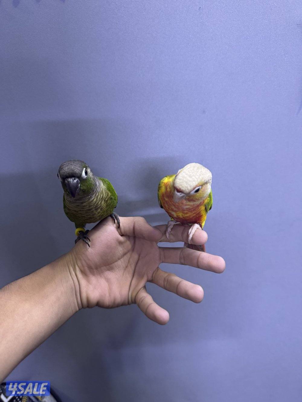 للبيع زوج كنيور شرط ربوه2