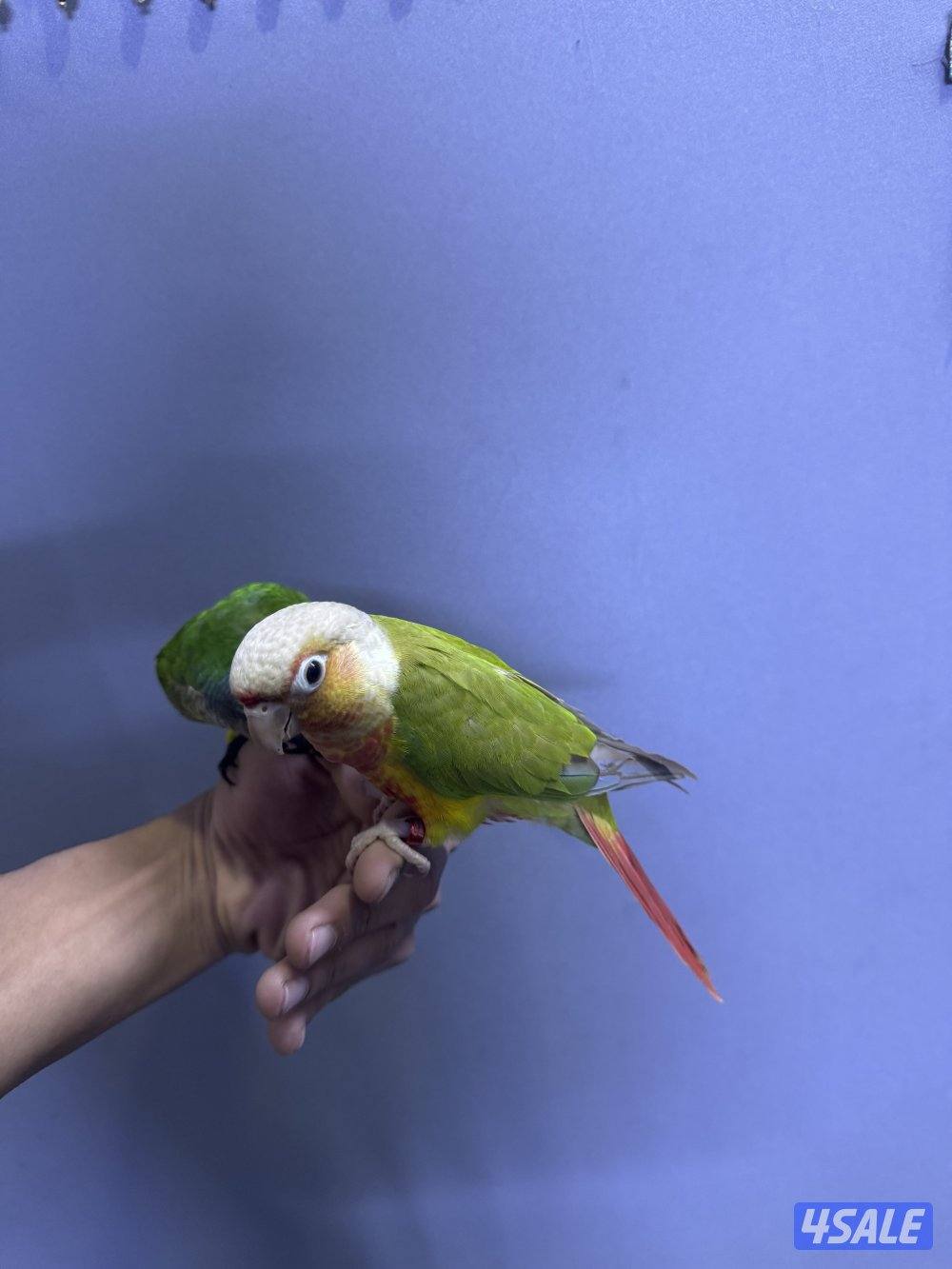 للبيع زوج كنيور شرط ربوه3