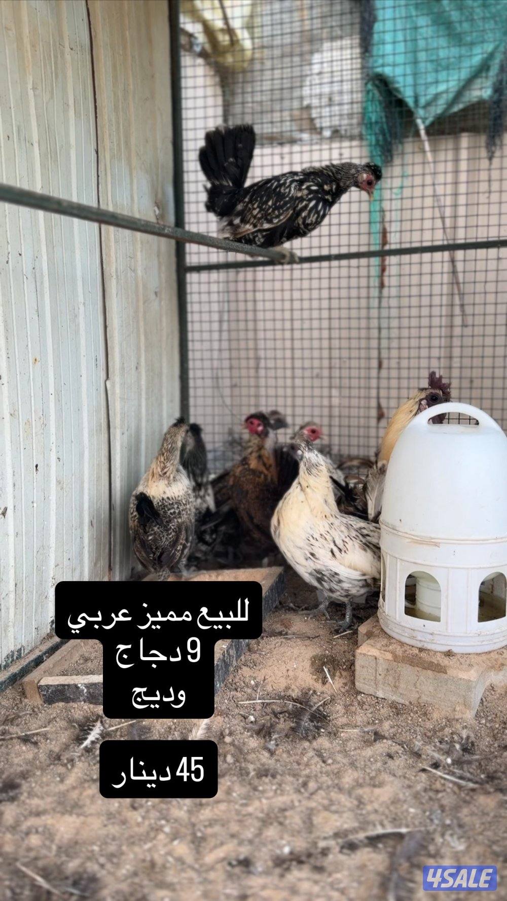 للبيع دجاج عربي مميز من حلالي0