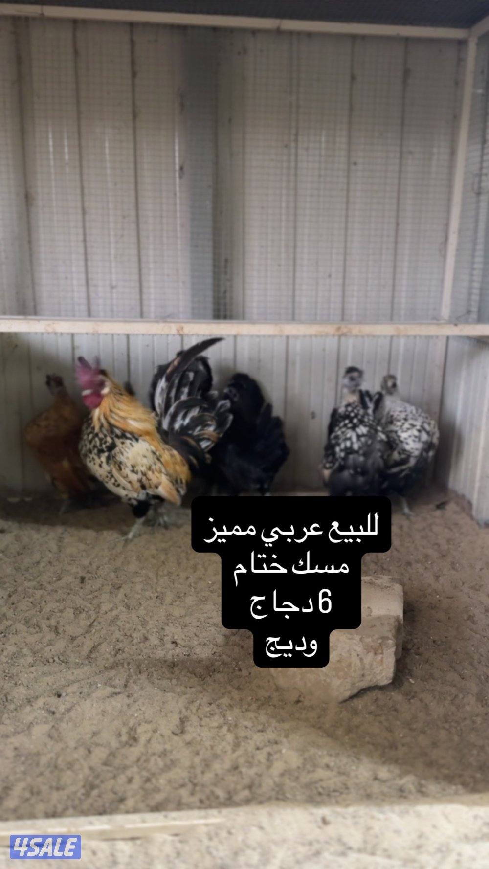 للبيع دجاج عربي مميز من حلالي1