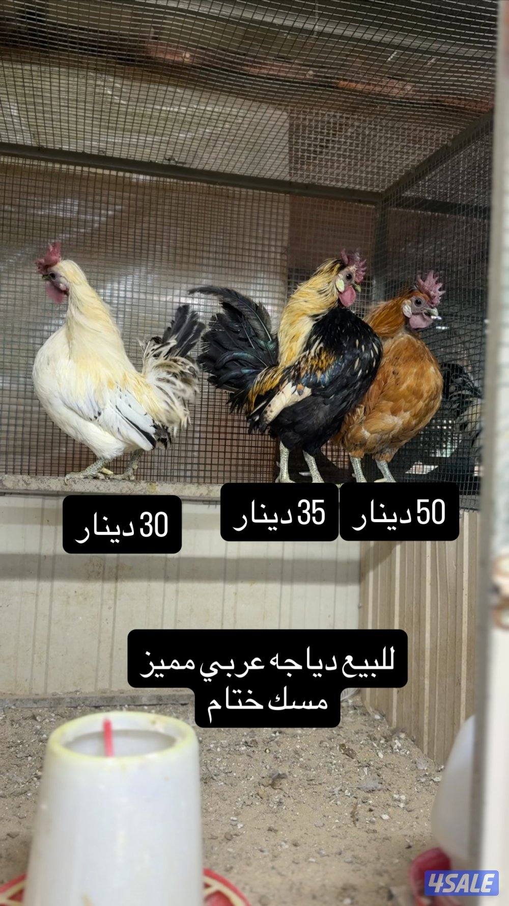 للبيع دجاج عربي مميز من حلالي3
