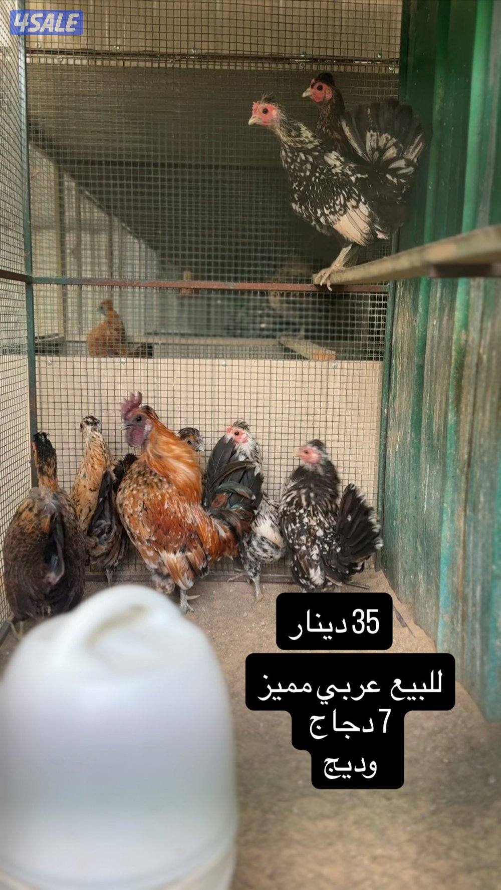 للبيع دجاج عربي مميز من حلالي4