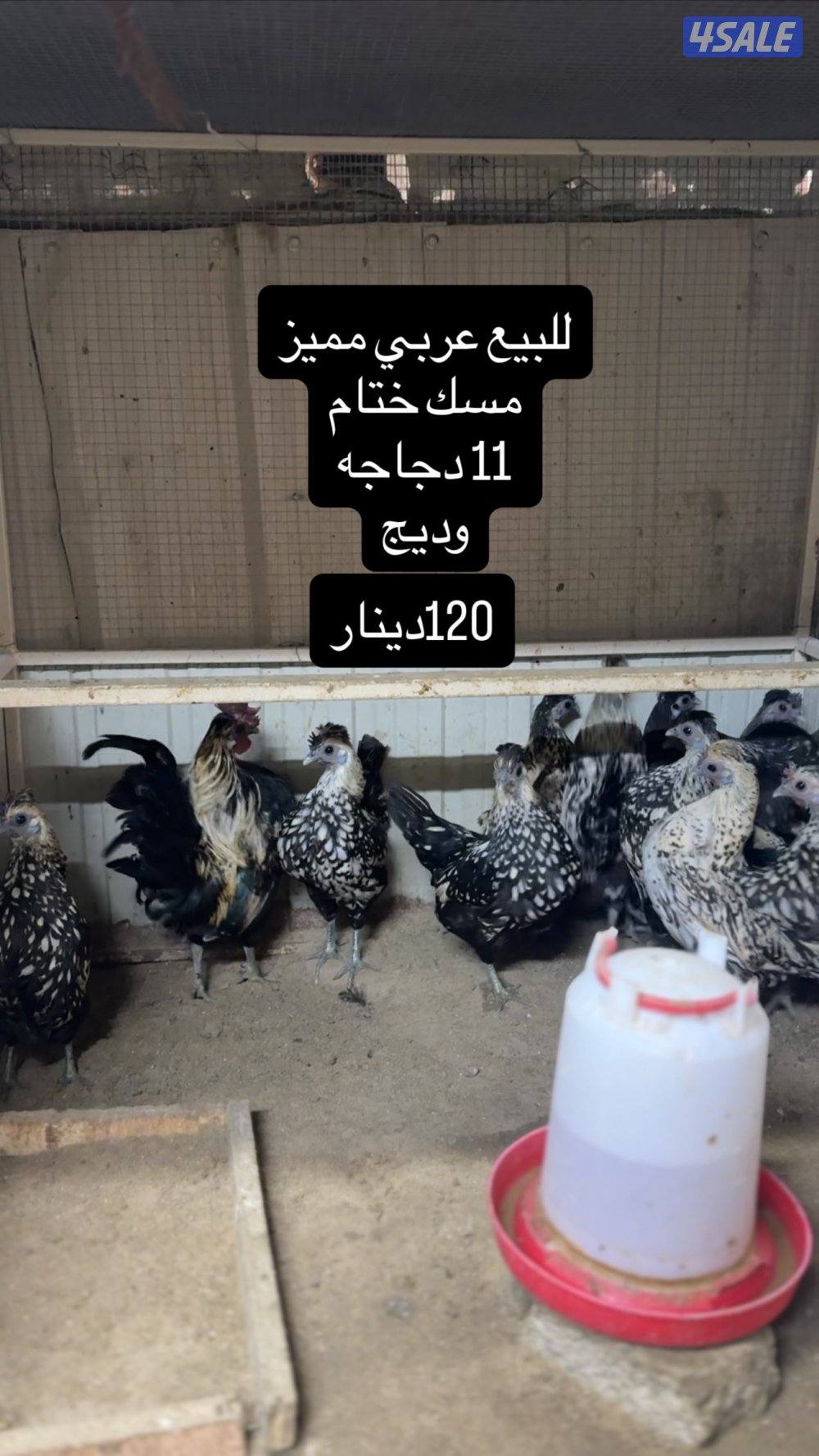 للبيع دجاج عربي مميز من حلالي6