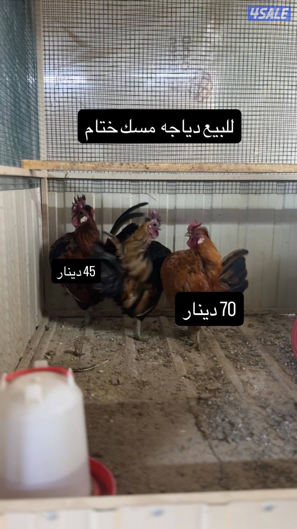 للبيع دجاج عربي مميز من حلالي7