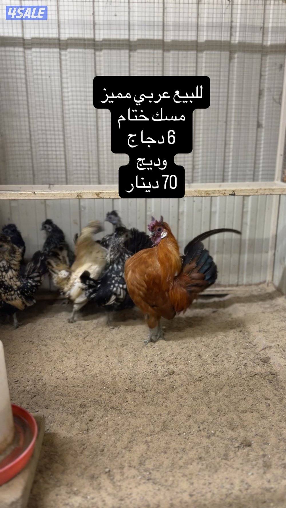 للبيع دجاج عربي مميز من حلالي8
